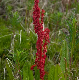 Arctic Dock (Rumex arcticus)