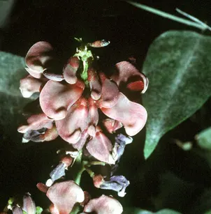 Groundnut (Apios americana)