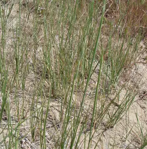Thickspike Wheatgrass (Elymus lanceolatus lanceolatus)
