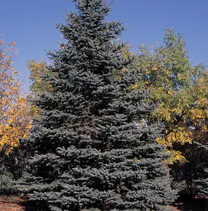 Colorado Spruce (Picea pungens)