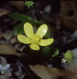 Bristly Buttercup (Ranunculus hispidus)
