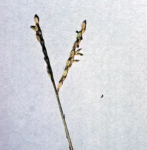 Knotgrass (Paspalum distichum)