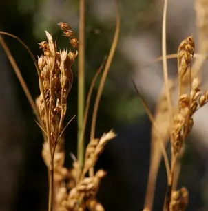 Inland Rush (Juncus interior)