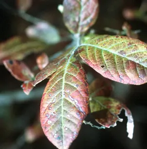 Highbush Blueberry (Vaccinium corymbosum)