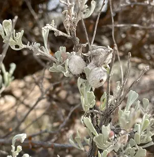 Basin Big Sagebrush (Artemisia tridentata tridentata)