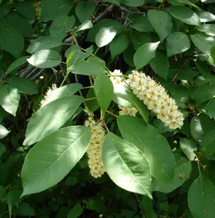 Chokecherry (Prunus virginiana)