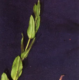 American Alpine Speedwell (Veronica wormskjoldii)