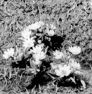 Eightpetal Mountain-Avens (Dryas octopetala)