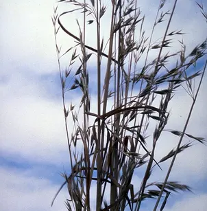 California Brome (Bromus carinatus)