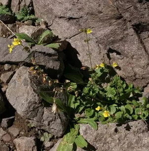 Seep Monkeyflower (Mimulus guttatus)