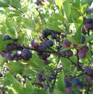 Beach Plum (Prunus maritima)