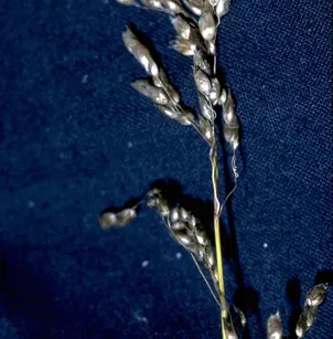 Vanilla Grass (Anthoxanthum nitens ssp. nitens)