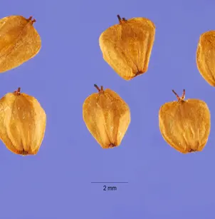 White Alder (Alnus rhombifolia)