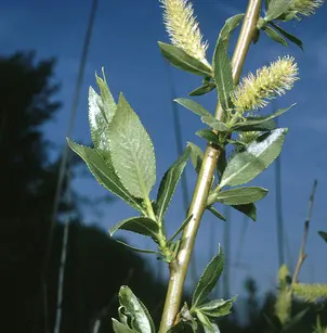 Shining Willow (Salix lucida)
