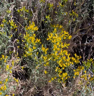 Yellow Rabbitbrush (Chrysothamnus viscidiflorus)