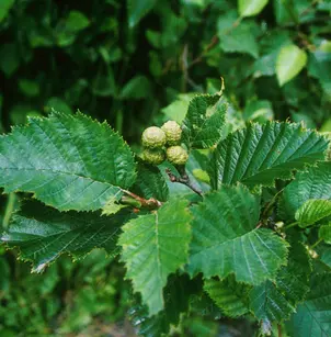 Sitka Alder (Alnus viridis subsp. sinuata)