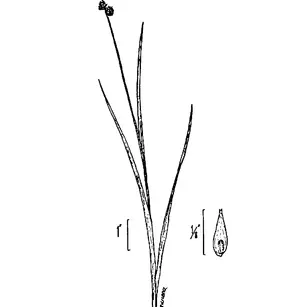 Necklace Sedge (Carex projecta)