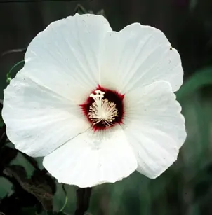 Crimsoneyed Rosemallow (Hibiscus moscheutos)