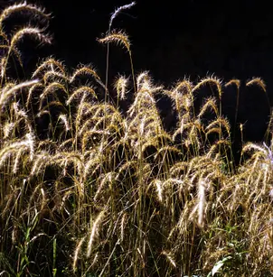 Canada Wildrye (Elymus canadensis)