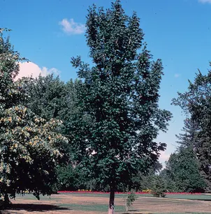 Black Ash (Fraxinus nigra)