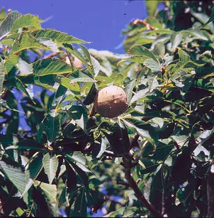 Ohio Buckeye (Aesculus glabra)
