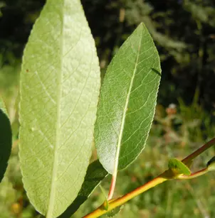 Booth's Willow (Salix boothii)
