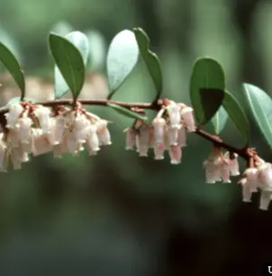 Shining Fetterbush (Lyonia lucida)