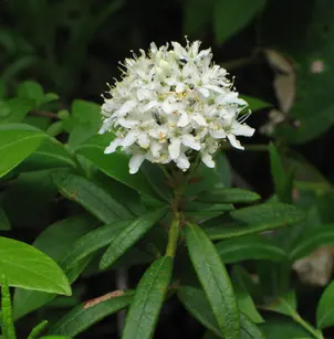 Bog Labrador Tea (Ledum groenlandicum)