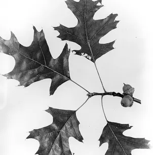 Black Oak (Quercus velutina)