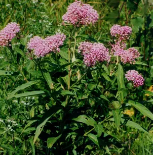 Swamp Milkweed (Asclepias incarnata)