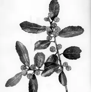 Yaupon (Ilex vomitoria)