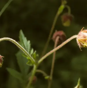 Purple Avens (Geum rivale)