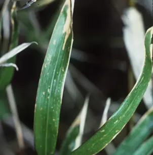 Cane Reed (Arundinaria gigantea)