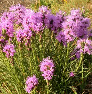 Dotted Blazing Star (Liatris punctata)