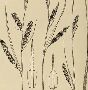Columbian Sedge (Carex aperta)