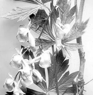 Columbian Monkshood (Aconitum columbianum)