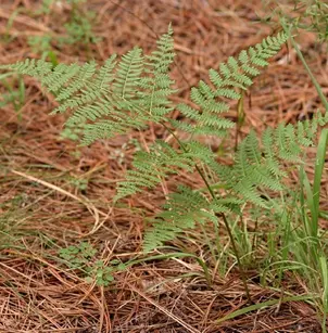 Western Brackenfern (Pteridium aquilinum)
