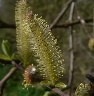 Sitka Willow (Salix sitchensis)