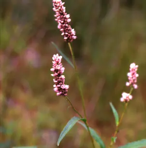 Pennsylvania Smartweed (Polygonum pensylvanicum)
