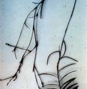 Robbins' Pondweed (Potamogeton robbinsii)