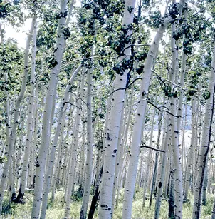 Quaking Aspen (Populus tremuloides)