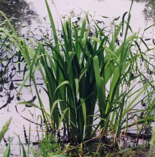 Virginia Iris (Iris virginica)