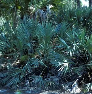 Saw Palmetto (Serenoa repens)
