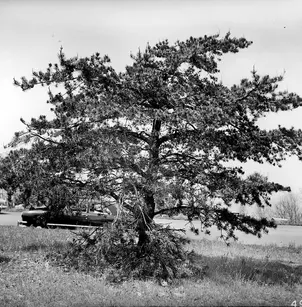 Table Mountain Pine (Pinus pungens)