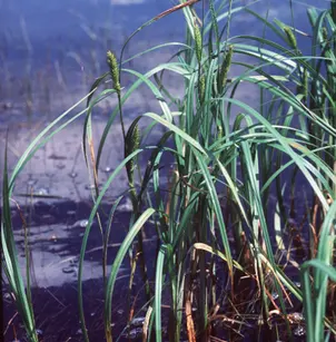 Wheat Sedge (Carex atherodes)