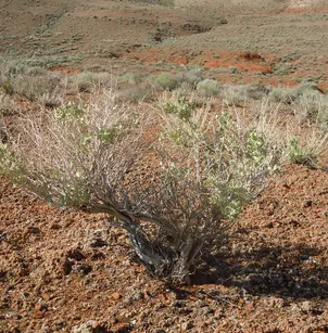 Shadscale Saltbush (Atriplex confertifolia)
