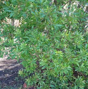 Pacific Wax Myrtle (Morella californica)