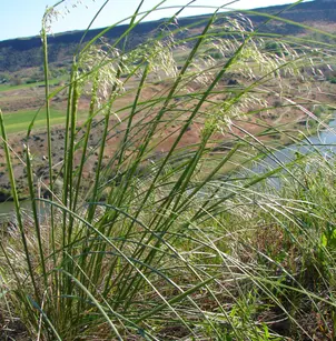 Indian Rice Grass (Stipa hymenoides)