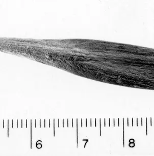 Pumpkin Ash (Fraxinus profunda)