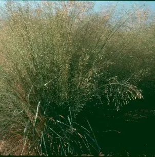 Sand Lovegrass (Eragrostis trichodes)